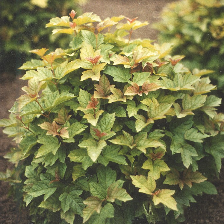DWARF EUROPEAN CRANBERRY “VIBURNUMN OPULUS NANUM” 5 GAL. DWARF EUROPEAN CRANBERRY “VIBURNUMN OPULUS NANUM” 5 GAL.