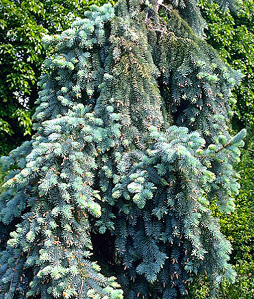 Weeping Spruce 5 Gallon Pot Weeping Spruce 5 Gallon Pot