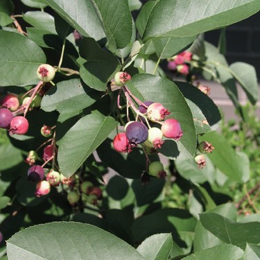 SASKATOON REGENT 1 GAL.