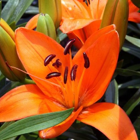 TINY DINO ASIATIC LILY “LILIUM” 11 CM POT – Golden Acre Home & Garden