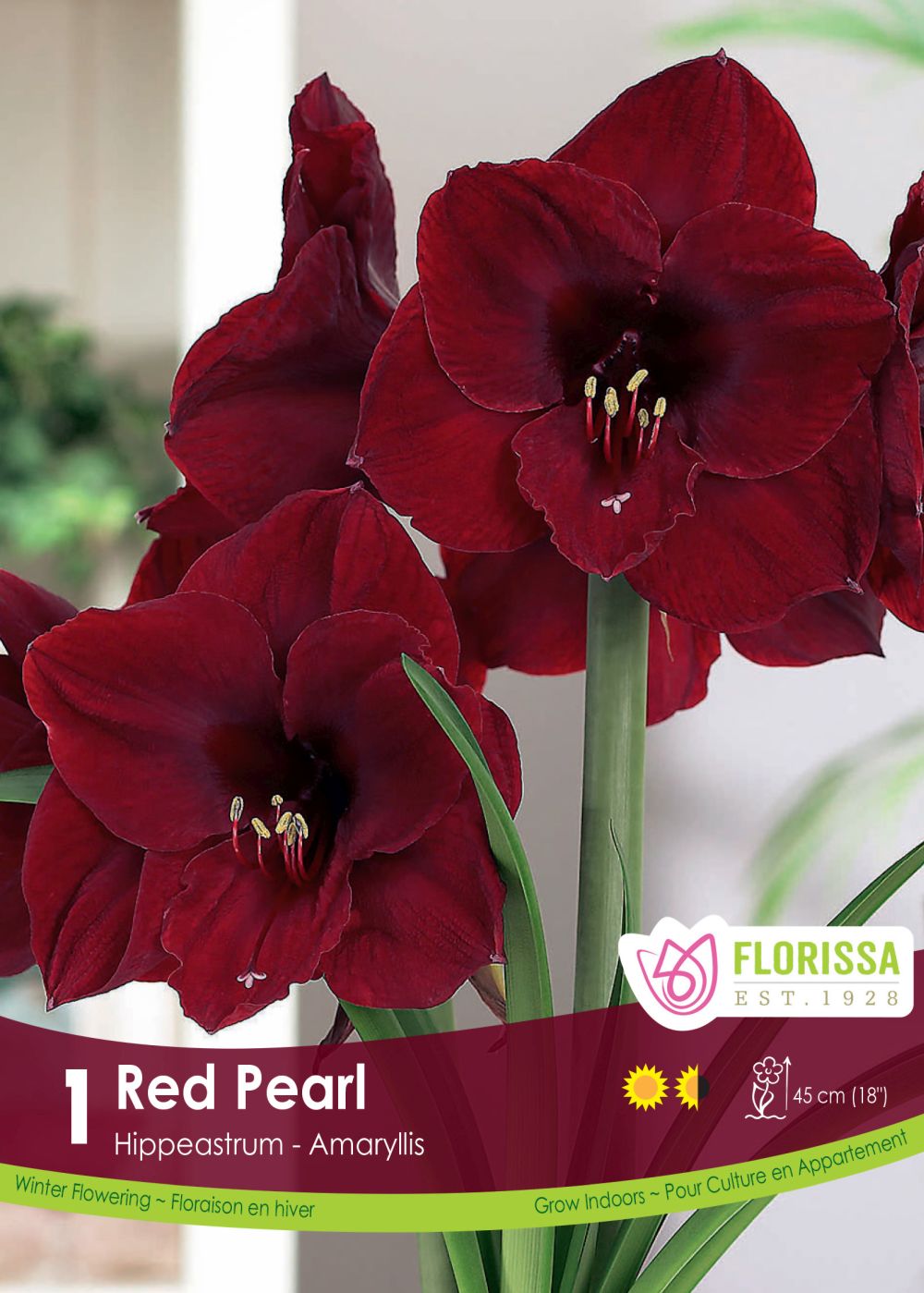 AMARYLLIS RED PEARL
