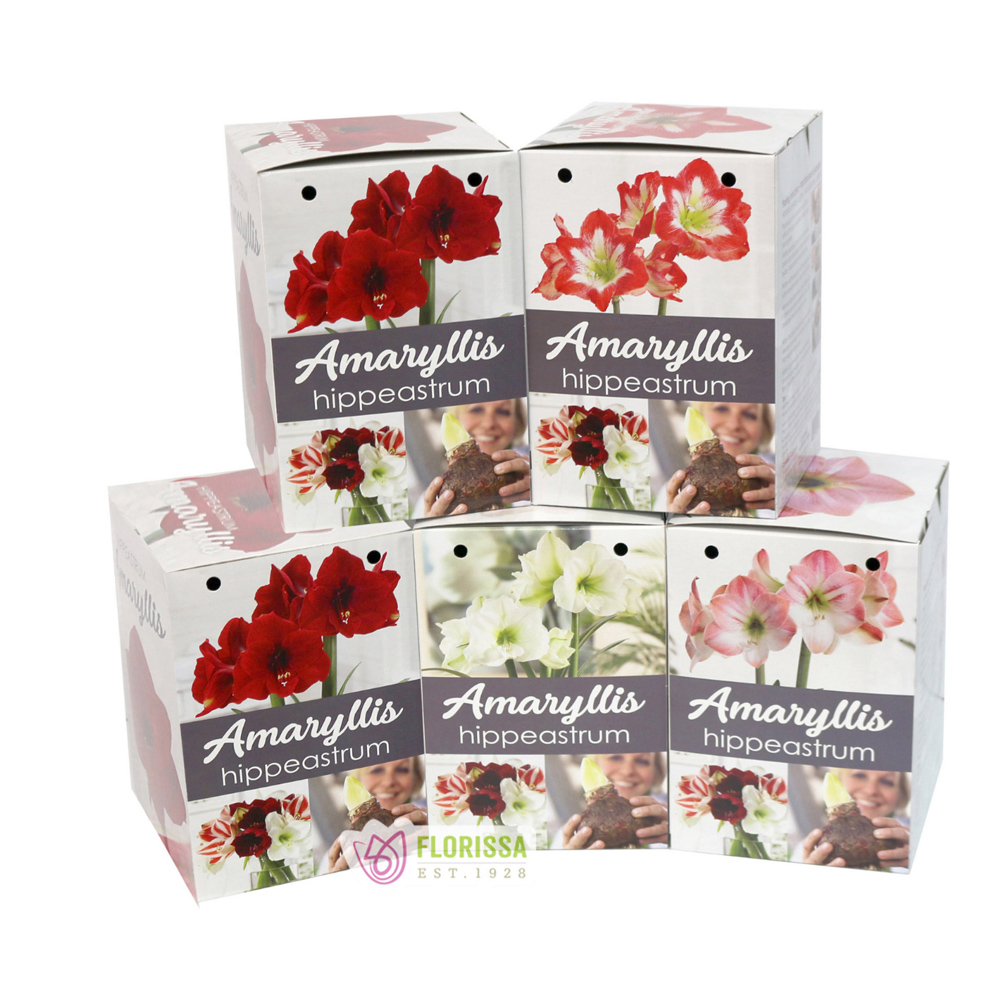 AMARYLLIS GIFT KIT
