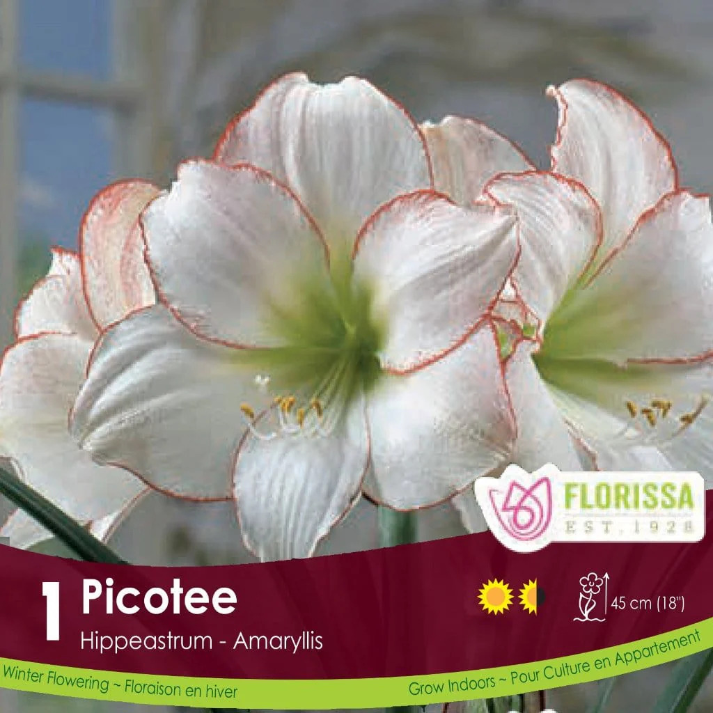 AMARYLLIS PICOTEE