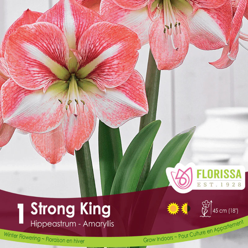 AMARYLLIS STRONG KING