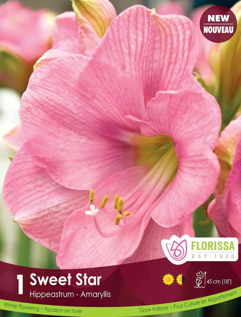 AMARYLLIS-SWEET STAR