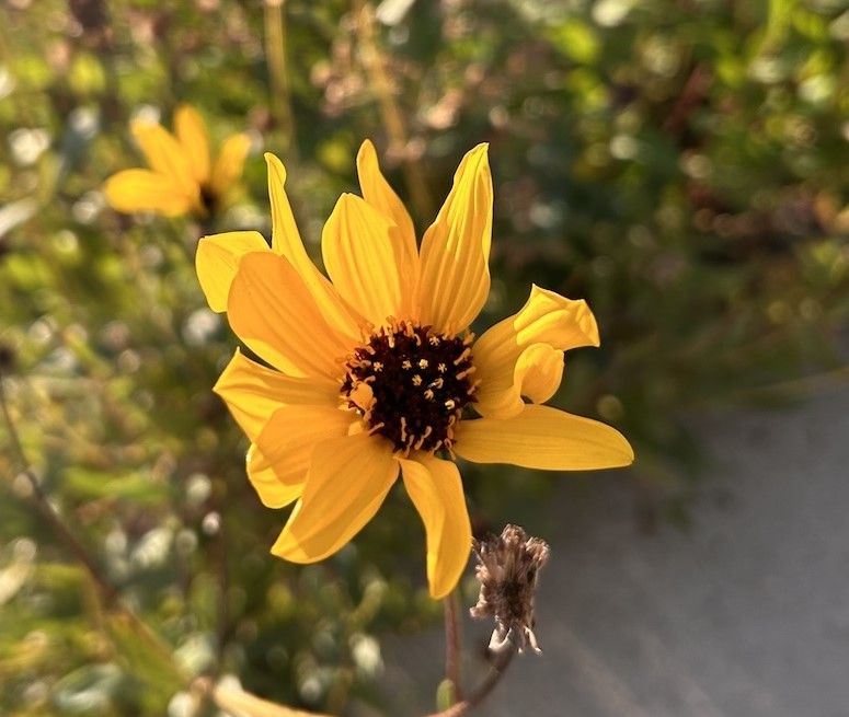 NATIVE PLANT STIFF SUNFLOWER – Helianthus pauciflorus