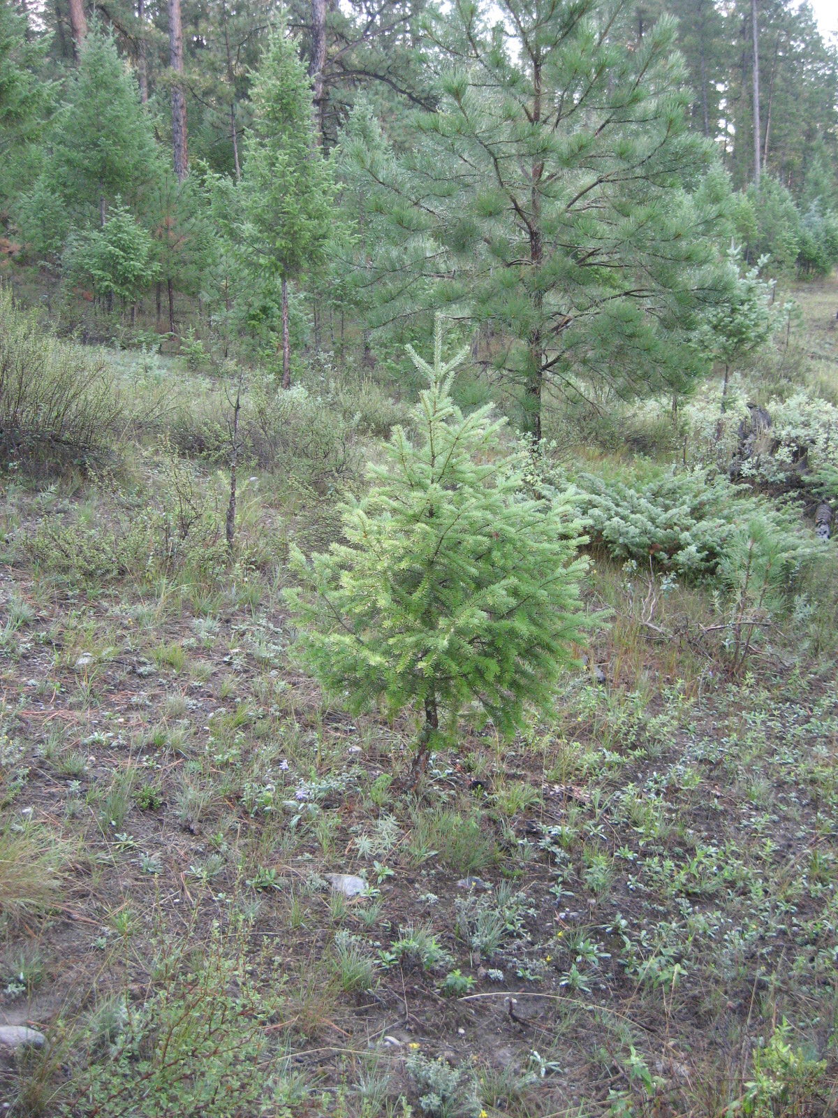 PREMIUM BC DOUGLAS FIR 3-5 FT