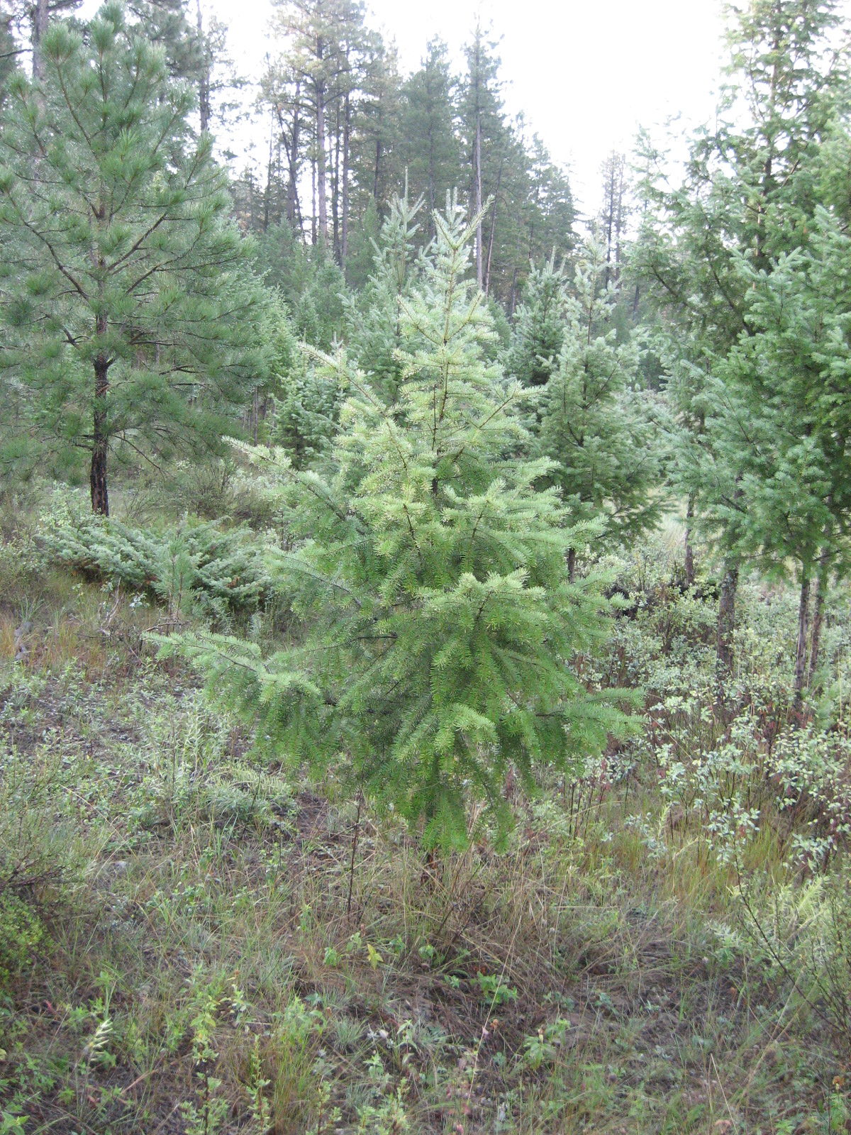 PREMIUM BC DOUGLAS FIR 5-7 FT