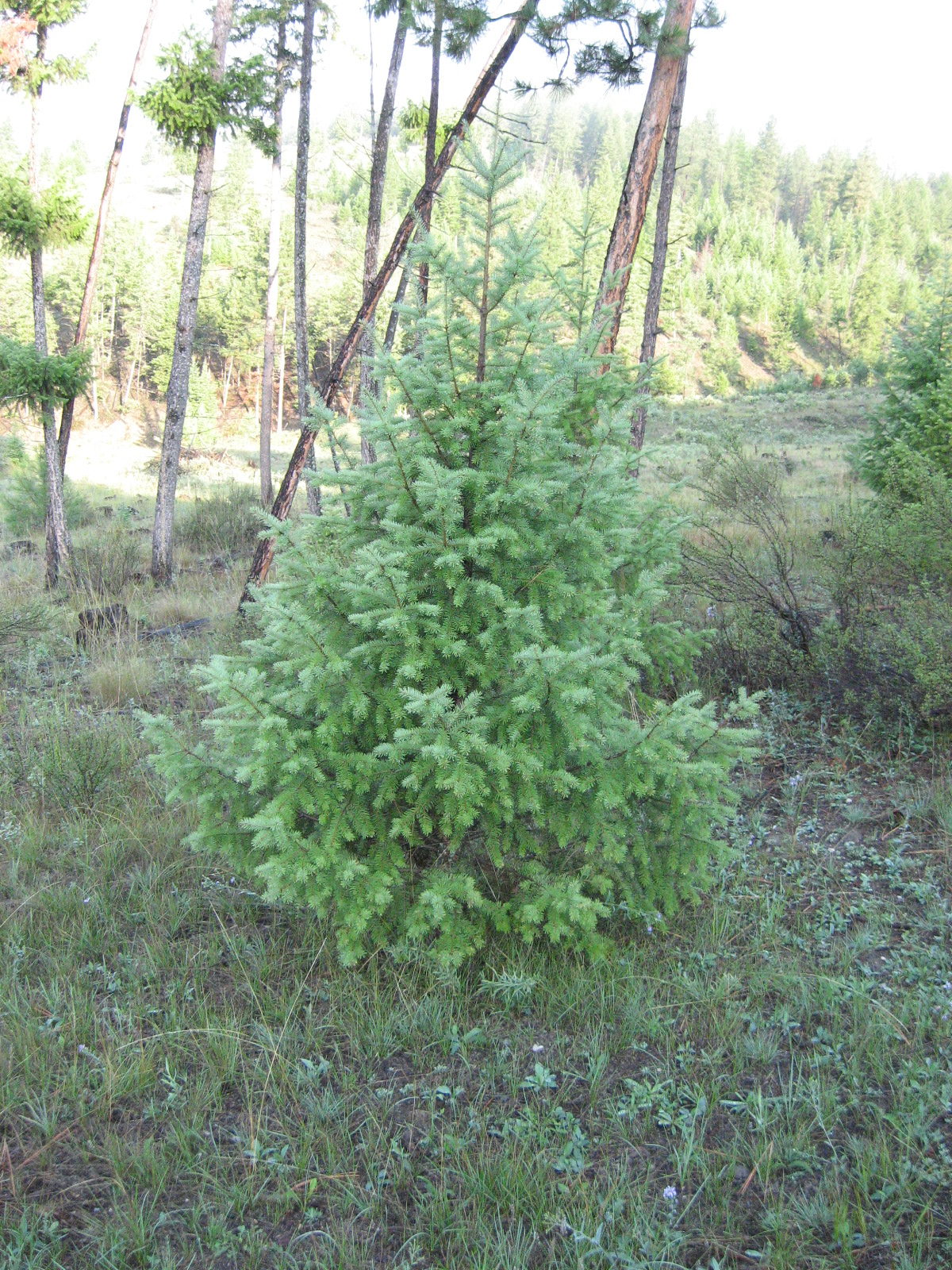 PREMIUM BC DOUGLAS FIR 7-9 FT