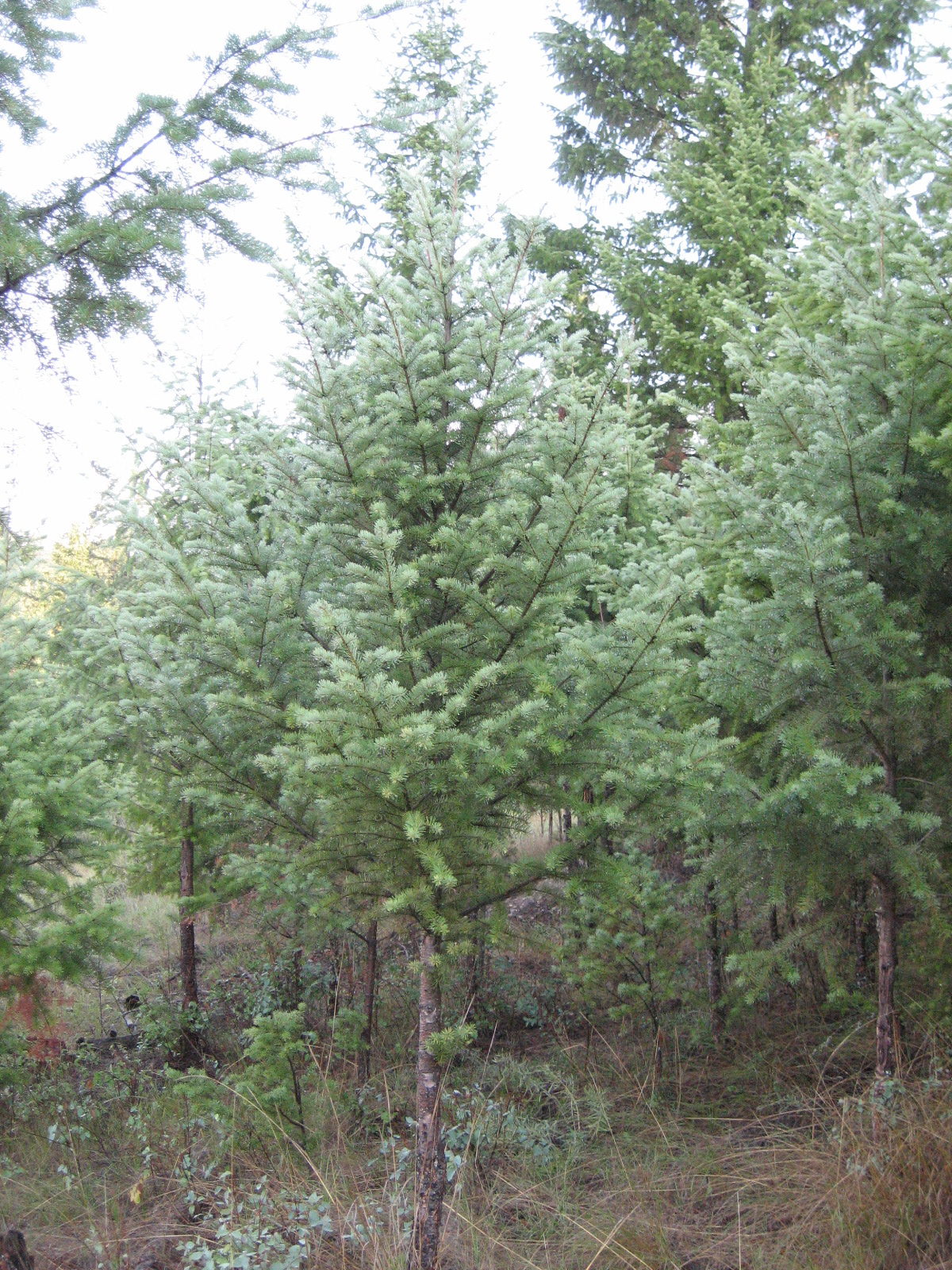 PREMIUM BC DOUGLAS FIR 9-11 FT