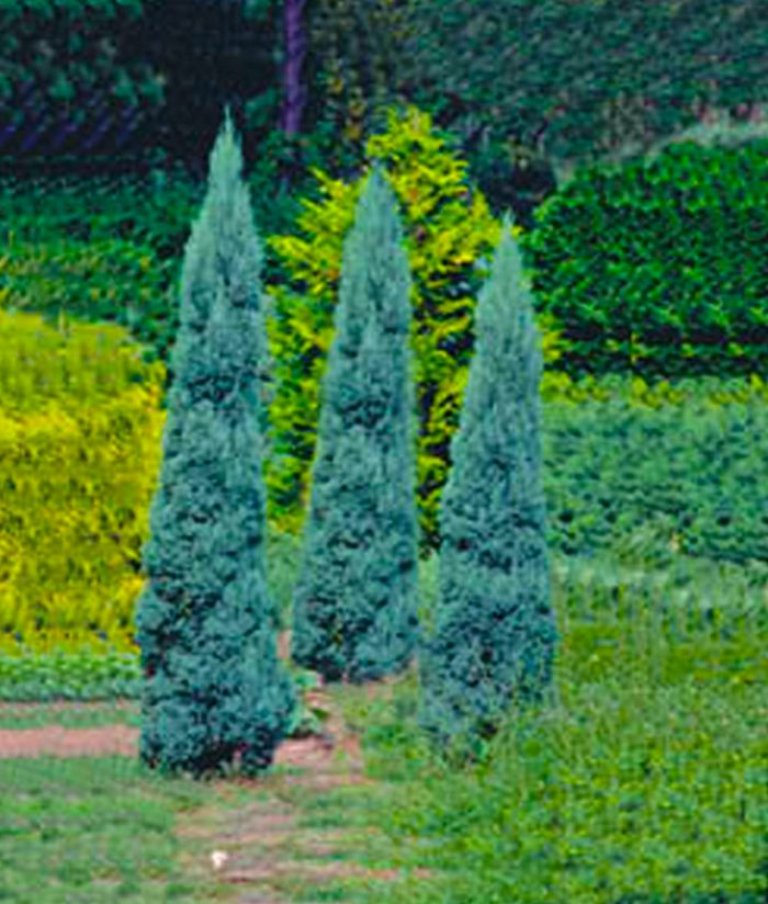Skyrocket Juniper Juniperus Virginiana Skyrocket Golden Acre Home Garden